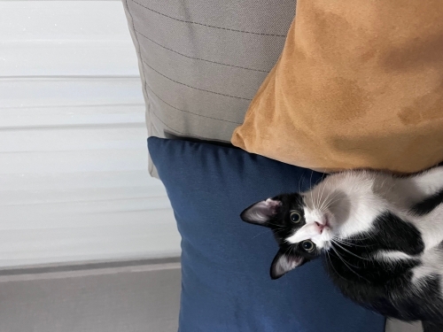 Oyuncu minik yeni yuvasını arıyor fotoğraf