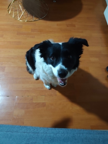 BORDER COLLİE MELEZİ OYUNCU AKILLI DİŞİ KÖPEK fotoğraf