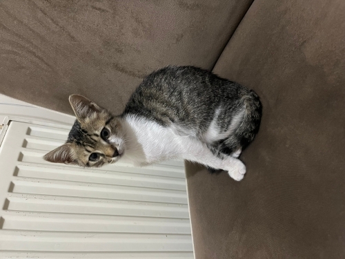 Oyuncu enerjik sıcakkanlı tekir kedi fotoğraf