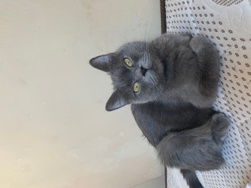 Bir yaşında dişi British shorthair fotoğraf