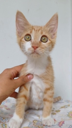 Cesur Ama Sıcak Bir Yuvaya Muhtaç fotoğraf