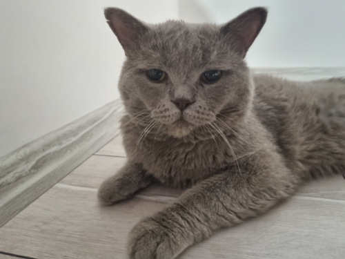 Sokağa terk edilmiş british shorthair fotoğraf