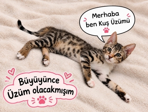 Kuş Üzümü size gelsin mi fotoğraf
