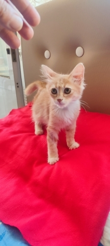 Yavru kedi iki aylik fotoğraf