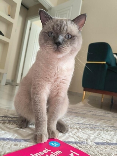 Yakışıklı bey yeni yuvasını arıyor fotoğraf