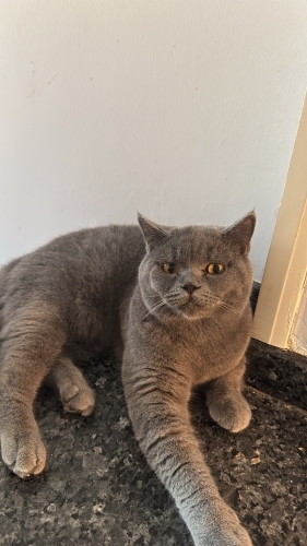Sevgi dolu yuvasını arıyor fotoğraf