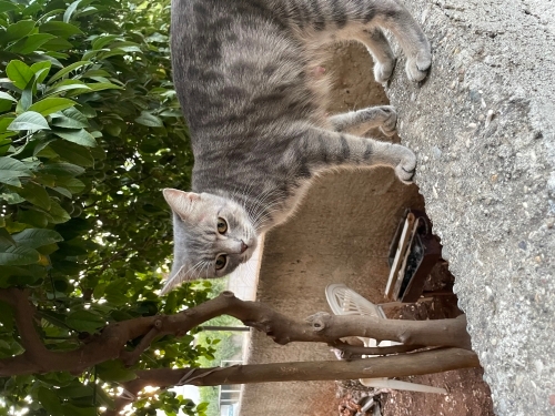 Sokağa terkedilmiş inanılmaz tatlış lokum gibi kedo🥹 fotoğraf