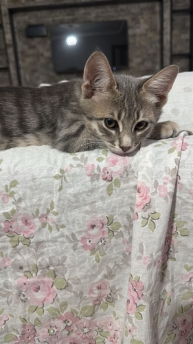 Sevgi dolu yuvasını arıyor fotoğraf
