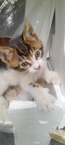 Sevgi dolu yuvasını arıyor fotoğraf
