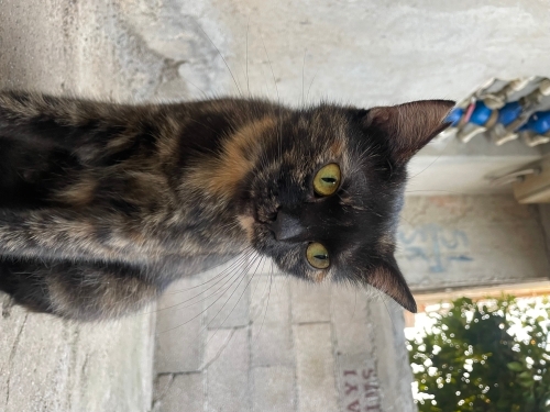 Bal gibi tatlı bi bebiş fotoğraf