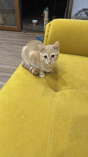 Sevgi dolu yuvasını arıyor fotoğraf