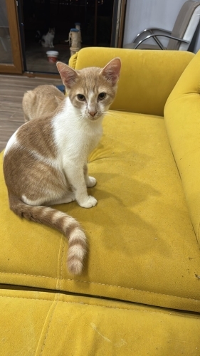 Sevgi dolu yuvasını arıyor fotoğraf