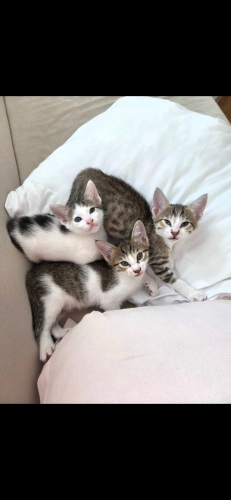 KÖYDEN KURTARILAN BEBİŞLERE ACİL ÖMÜRLÜK YUVA ARIYORUZ! 🐾 (İSTANBUL İÇİ) fotoğraf