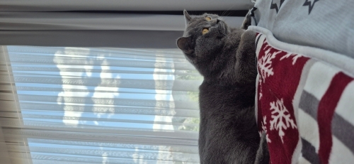 Yuva aranıyor 🐾 YUVA ARIYOR – 2 YAŞINDA KISIR ERKEK KEDİ 🐾 2 yaşında, kısır er fotoğraf