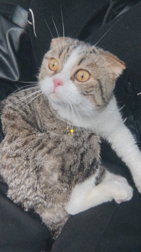 Şu an geçici yuvasında acil olarak Midas yeni sıcak yuvasını arıyor fotoğraf