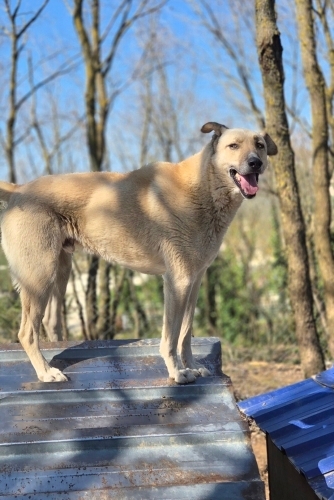 Tam bir koruma köpeği fotoğraf