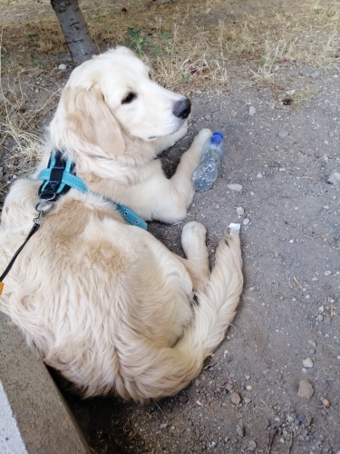 Golden Retriever Yeni Yuvasını Arıyor fotoğraf