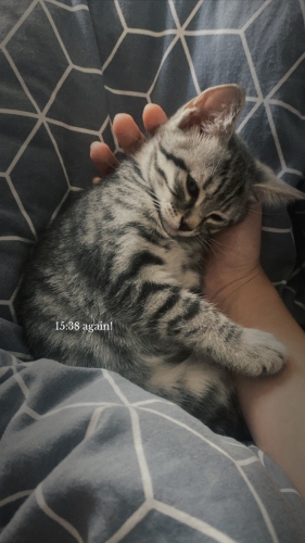 ÇOK ACİL YUVA ARIYORUZ fotoğraf
