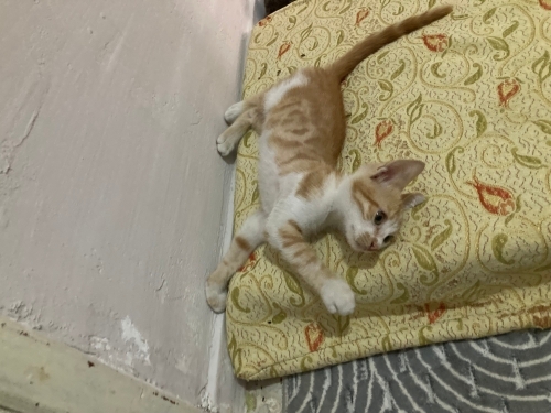 Çok akıllı çok uysal biraz oyuncu bir prenses fotoğraf