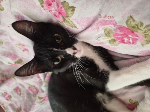 6 aylık dişi oyuncu kedi fotoğraf