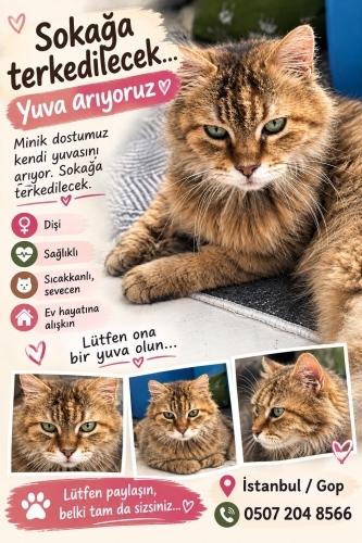ÇOK UYSAL HEP KENDİNİ SEVDİRMEK İSTİYOR fotoğraf