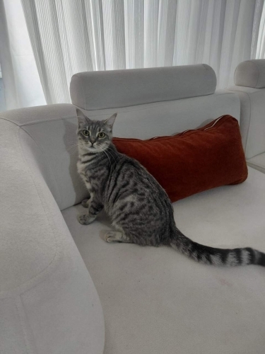 Şişli Osmanbey'de Fikriye isimli Tekir kızımı sahiplendiriyorum. fotoğraf