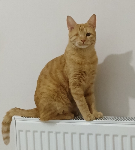 Tarçın sarman erkek kedi fotoğraf