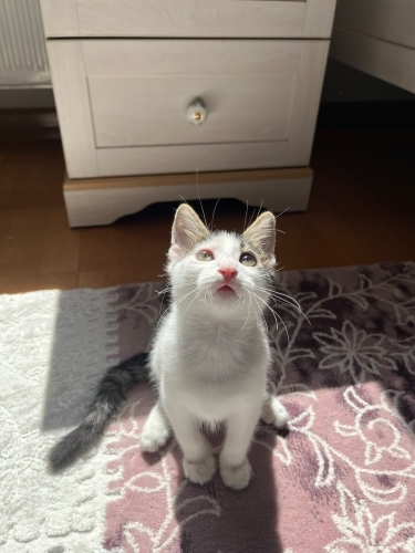 SEVGİ MANYAĞI MELEK fotoğraf