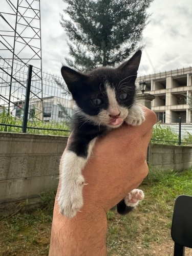 YAVRU SMOKİN KEDİ ÇOK CANAYAKIN fotoğraf