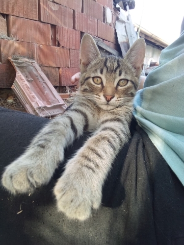🐾 Vahşi ve kardeşi Aslan ömürlük yuvalarını arıyor! 🐾 fotoğraf