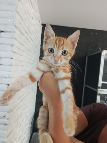Yumuşacık tüylü uysal muhteşem bir bebek🧿 fotoğraf