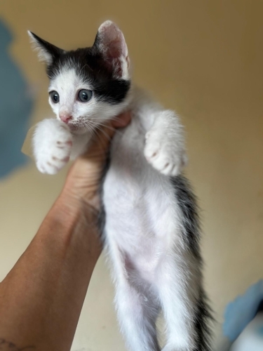 Sevimli oğlan yuva arıyor fotoğraf