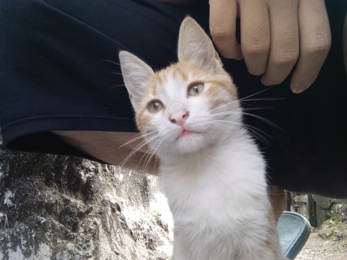 🐾 Garip ve kardeşi Prenses ömürlük yuvalarını arıyor! 🐾 fotoğraf