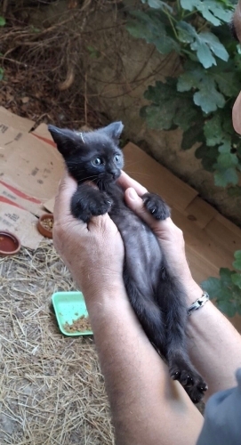 Leo Luna Miloşi erkek bebekler ömürlük yuvalarını arıyır fotoğraf