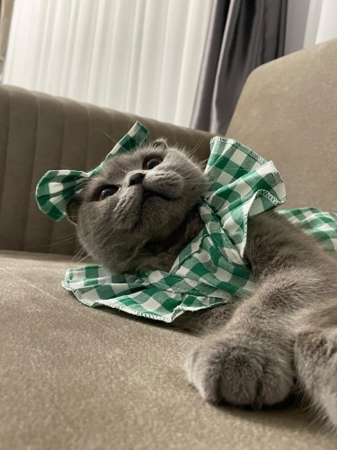 Ücretsiz sahiplenme pofidik Scottish fold fotoğraf