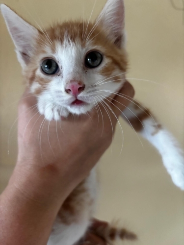 Yakışıklı ve çok tatlı sarman bebek fotoğraf