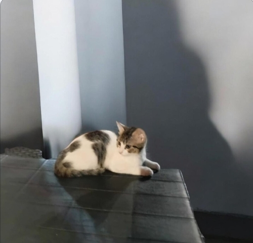 İZMİR EVDE BÜYÜDÜLER.SOKAĞA GİDECEKLER . LÜTFEN DUYARLI OLALIM fotoğraf
