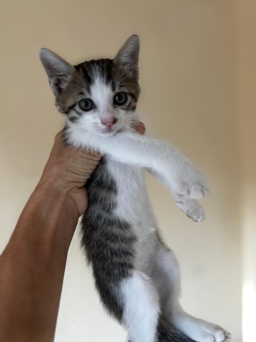 Çok güzel minik prens fotoğraf