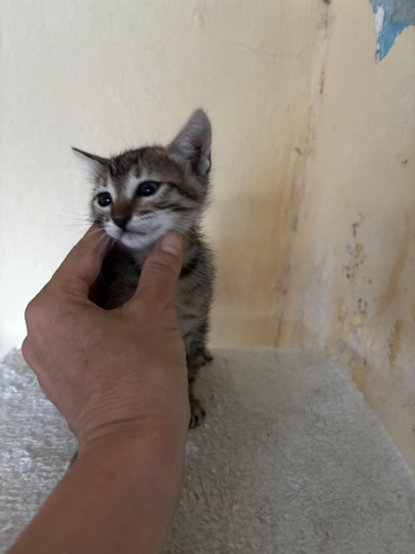 Çıtı pıtı güzel yüzlü bebek fotoğraf