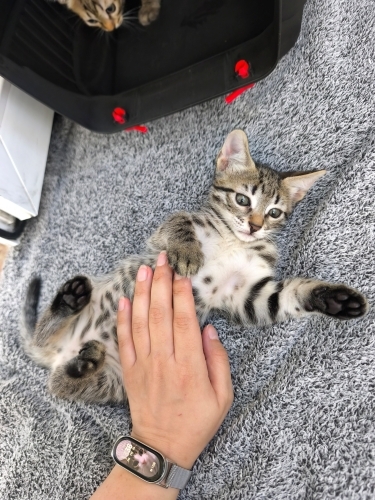 🤍 TOFU (2 Aylık) Şanslı Ailesini Arıyor 🐾 fotoğraf