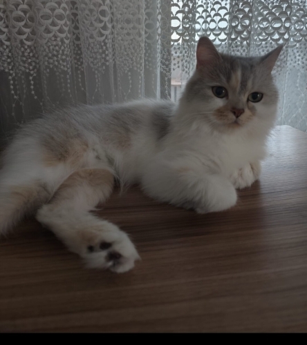 Çok uysal cok sevecen fotoğraf
