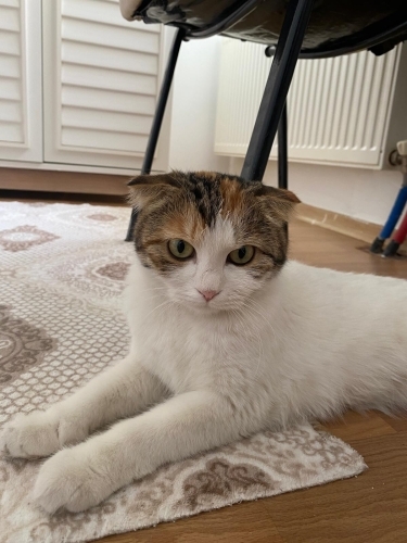 Kalıcı yuva aranıyor fotoğraf