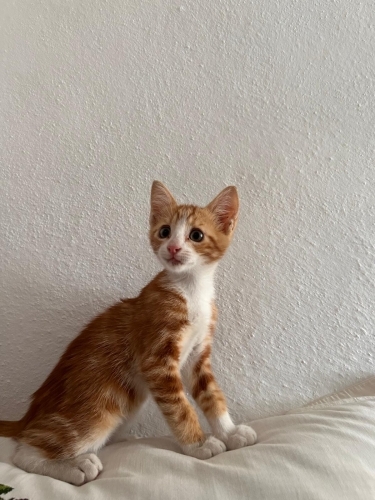 Cok yakisikli sarman bir bey fotoğraf