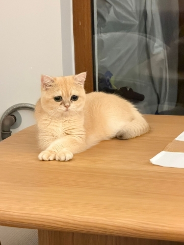 British shorthair kedimize yuva 🤍 fotoğraf