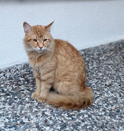 Minik aslanım yuwa aeıyorum fotoğraf