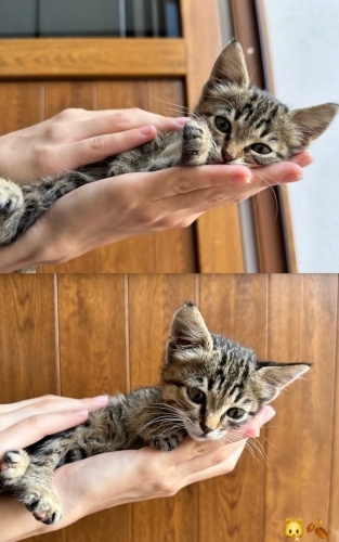 Enerjik, sevimli, dost canlısı fotoğraf