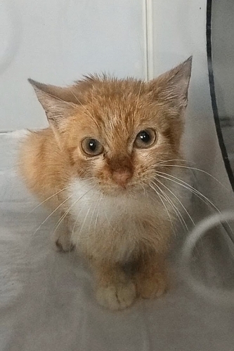 Acil ömürlük yuva fotoğraf