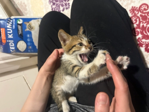 Yavru kedi sahiplendirme fotoğraf
