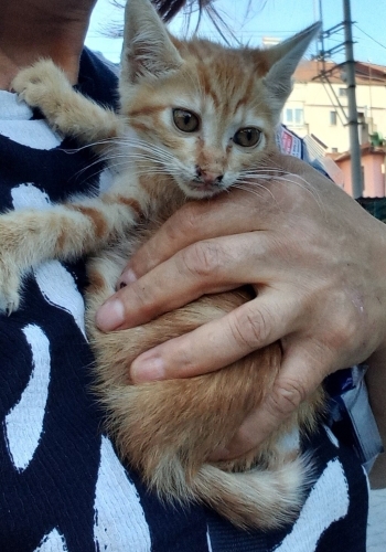 Güneş kızımıza ömürlük yıva fotoğraf