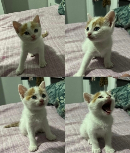 bebeğimiz ömürlük yuva arıyor fotoğraf